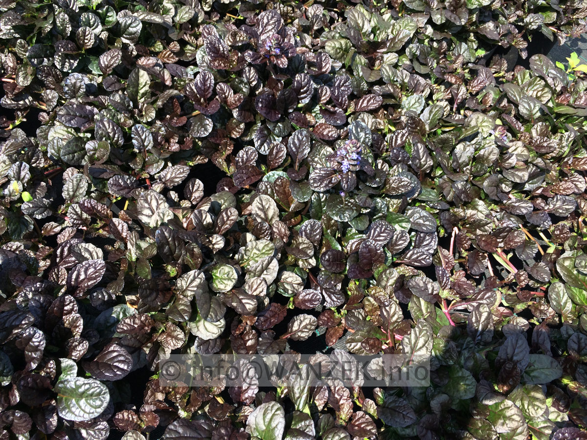 Ajuga reptans Chocolate flaechig.JPG